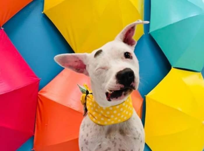 Poor Bubbles' right eye was damaged, she had a large wound on her face, and scans showed her jaw was shattered